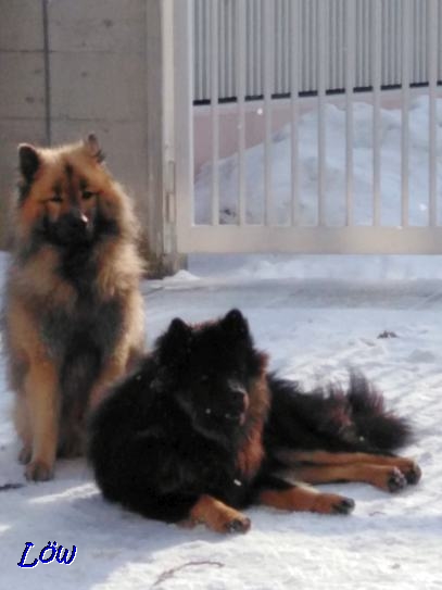 25.1.2019 - Das Eurasier Duo